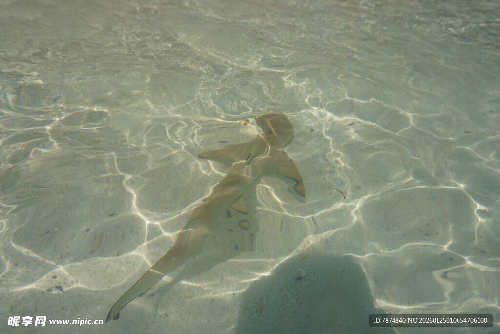 水中漂浮的曼妙身姿