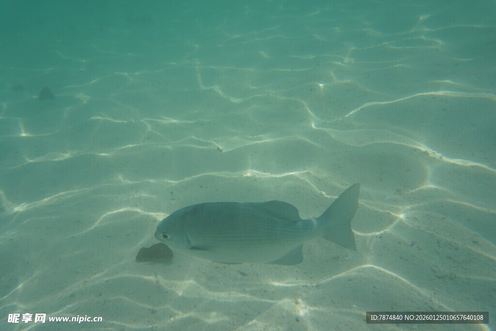 浅海中游动的灰黑色小鱼