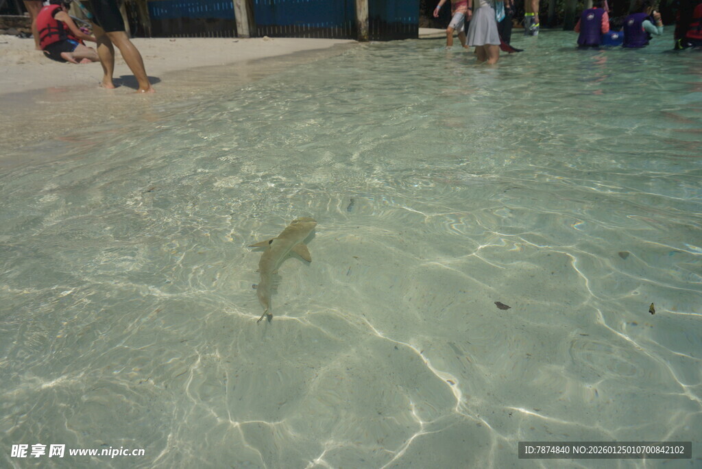 浅滩中的小鲨鱼
