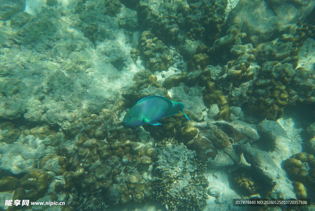 海底游动的蓝色小鱼