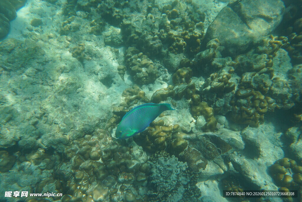 海底游动的蓝色小鱼