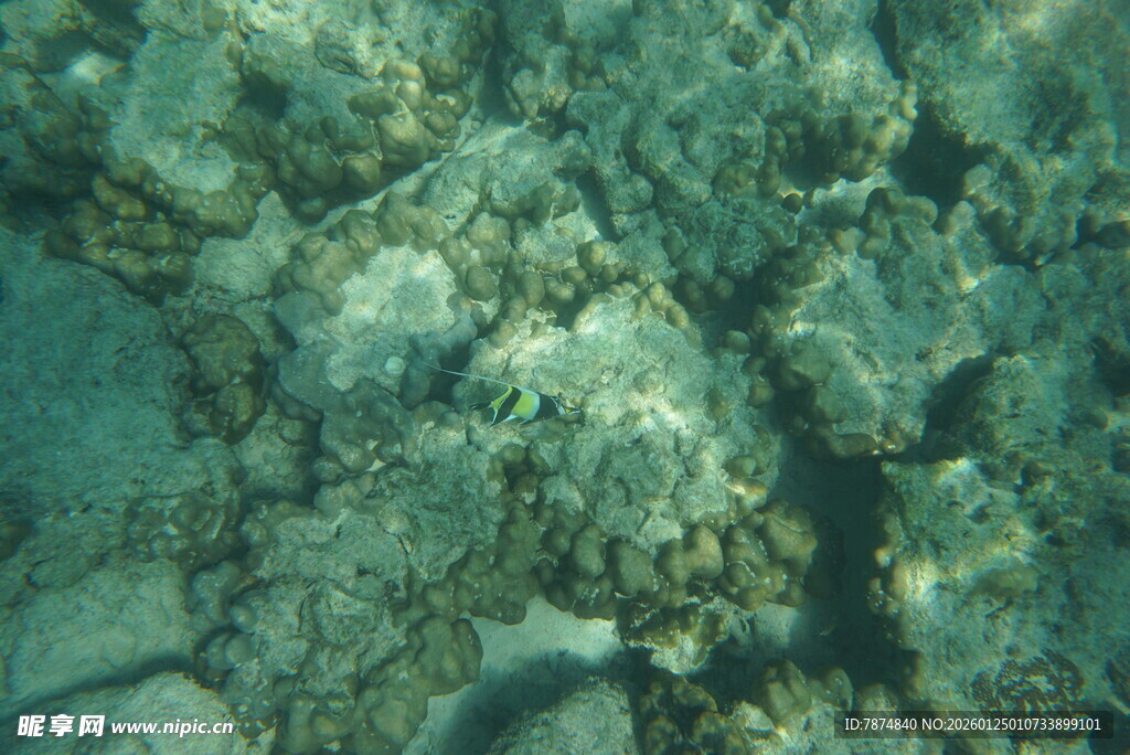 海底礁石景观