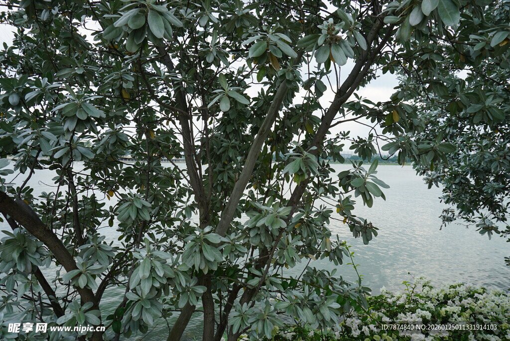 绿叶繁茂的树枝景象