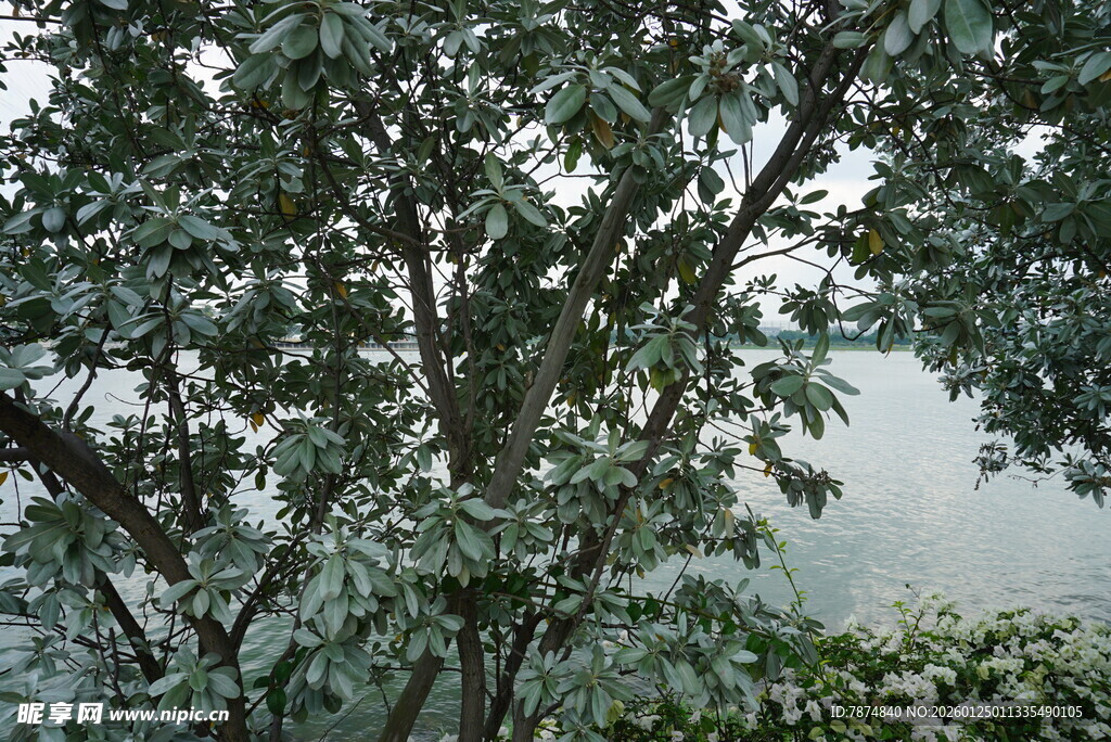 枝叶繁茂的树木景观