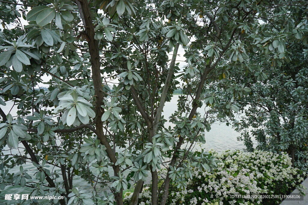 绿叶繁茂的树木景观