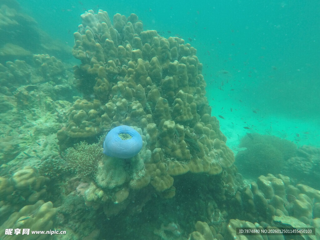 海底蓝水母与珊瑚景观