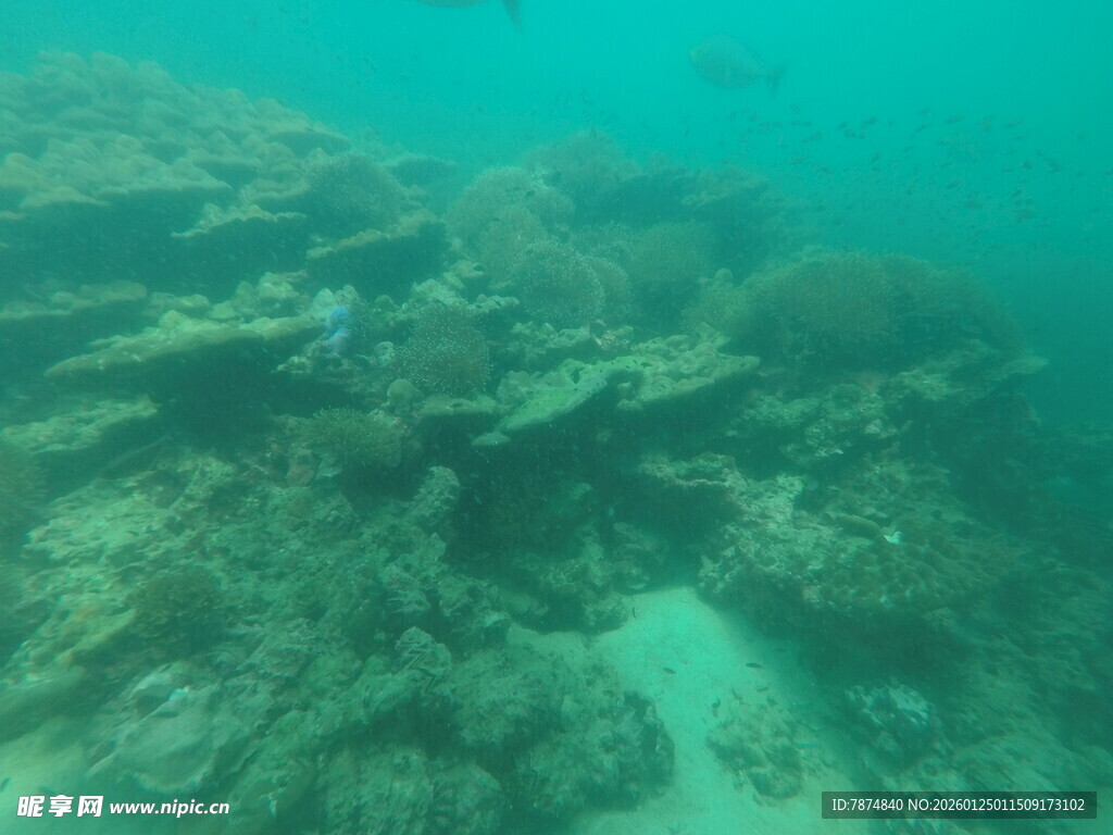 海底珊瑚景观
