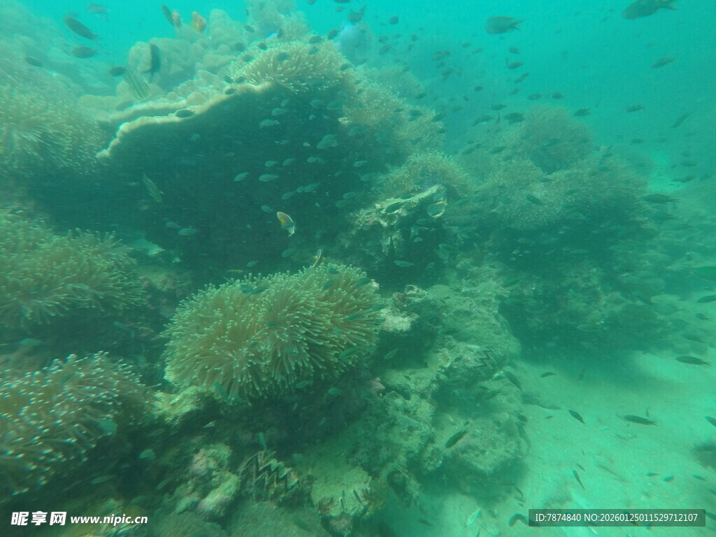 海底多彩珊瑚景观