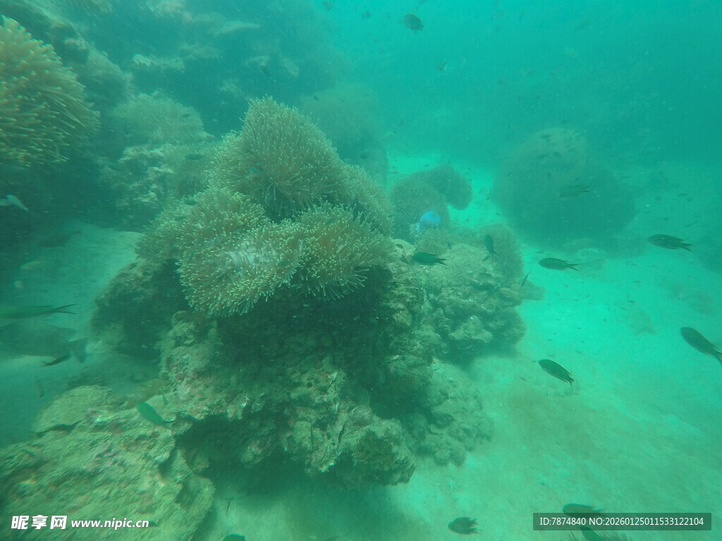 海底珊瑚景观