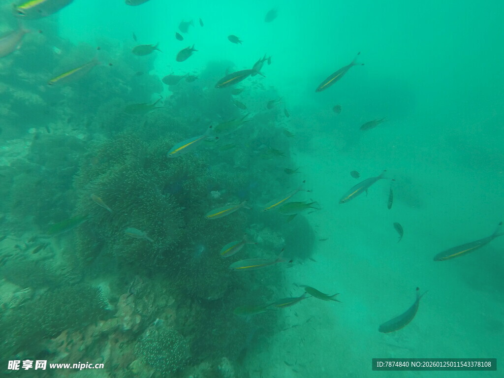 海底鱼群与珊瑚景观