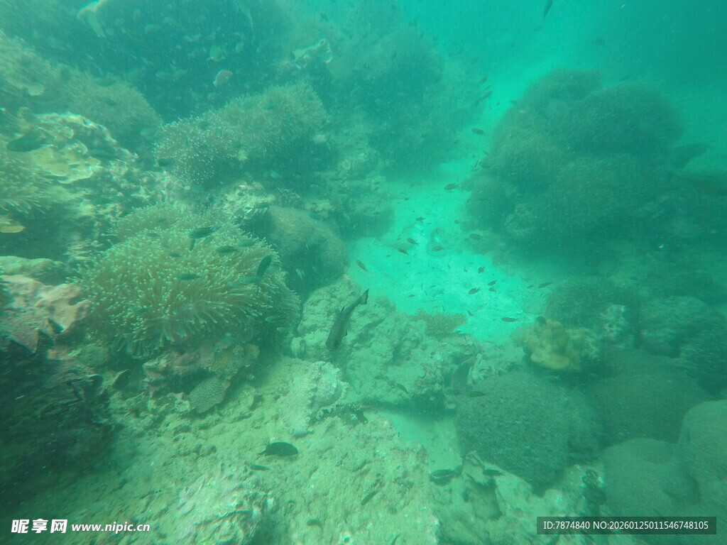 海底珊瑚礁景观