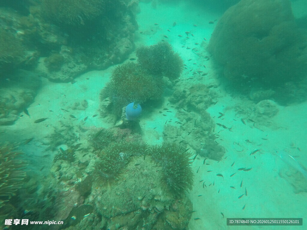海底珊瑚礁景观