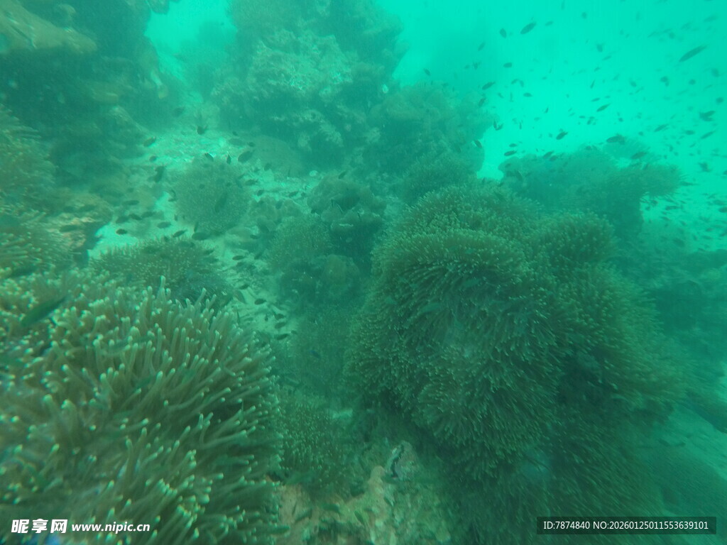 海底珊瑚景观
