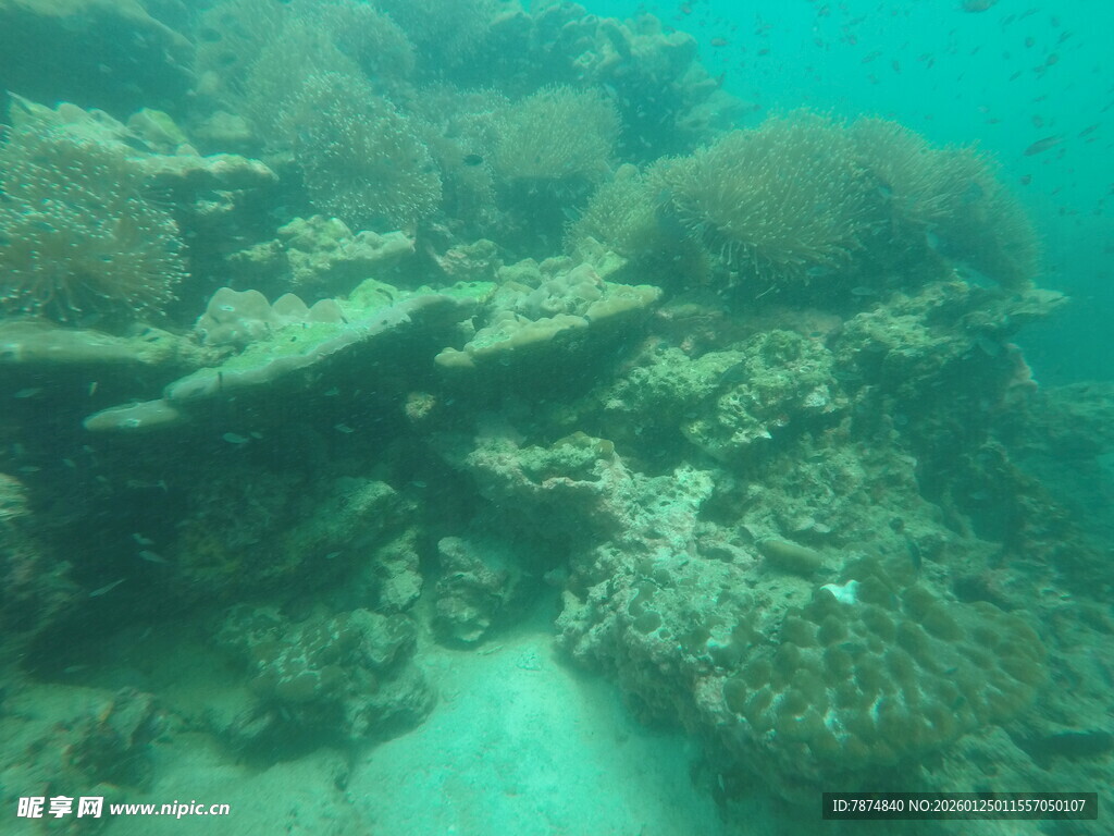 海底珊瑚景观
