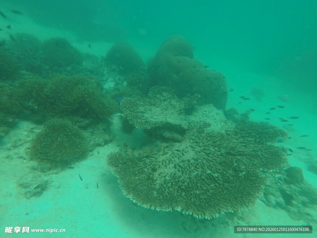海底美丽珊瑚景观