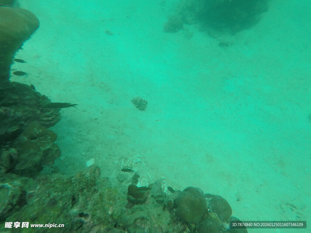 海底珊瑚与游动小鱼