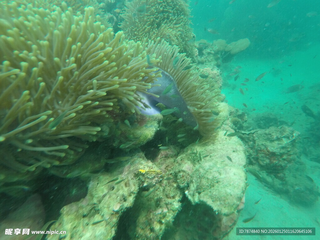 海底珊瑚丛中的彩色小鱼