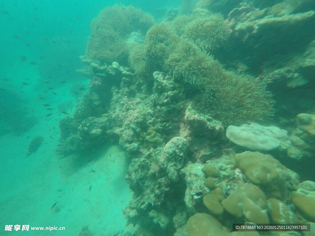 海底珊瑚礁石景观