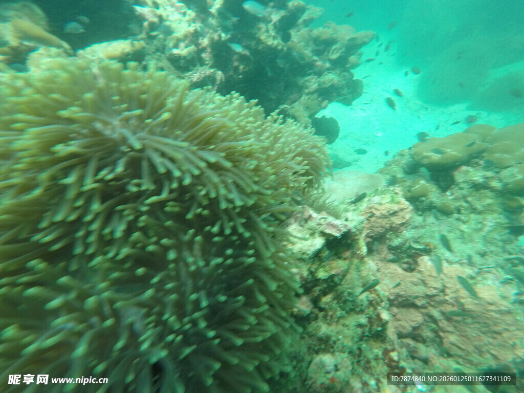 海底美丽的海葵景观