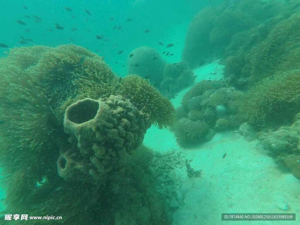 海底奇特海绵景观