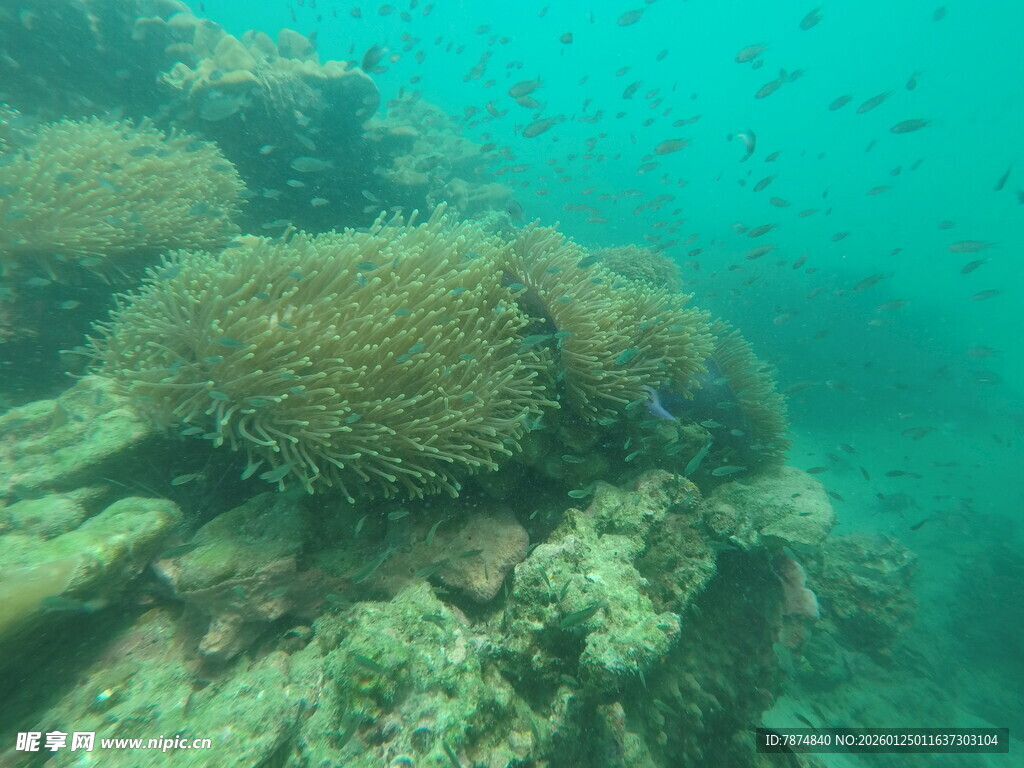 海底珊瑚景观
