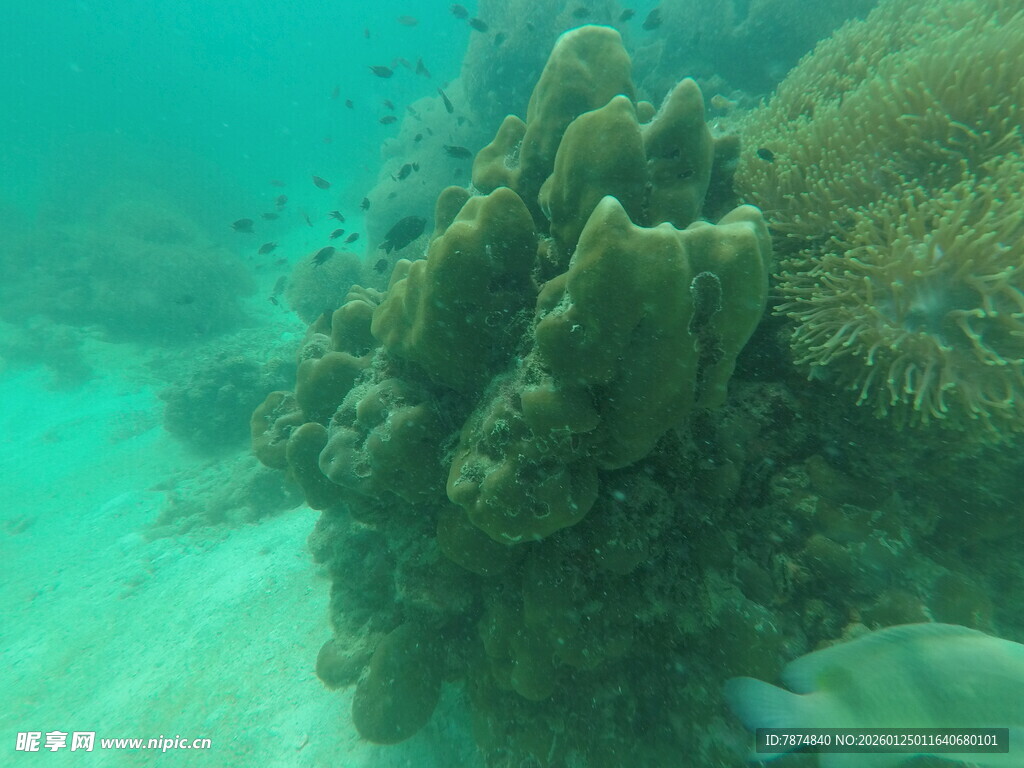 海底美丽珊瑚景观
