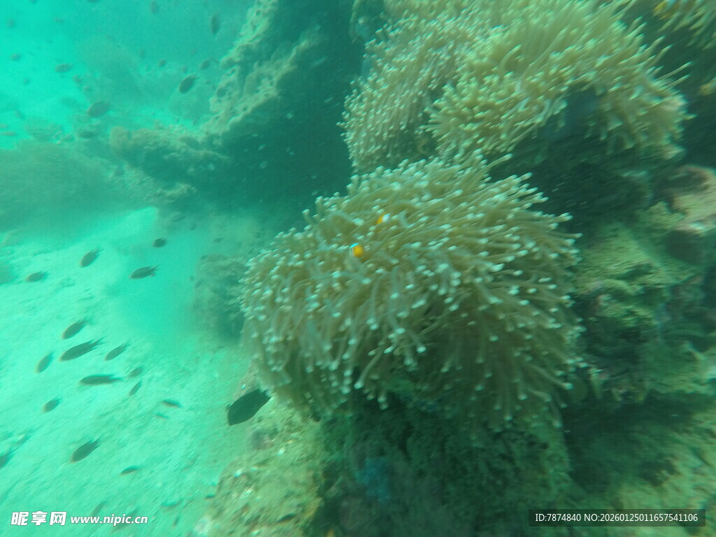 海底珊瑚与游动小鱼