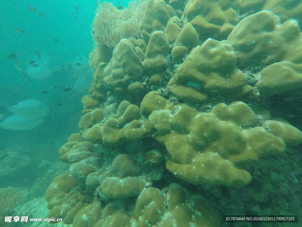 海底壮观的珊瑚景观