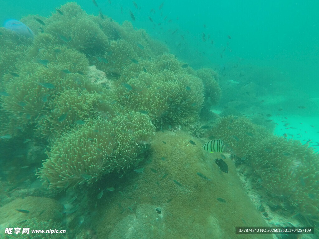 海底珊瑚景观