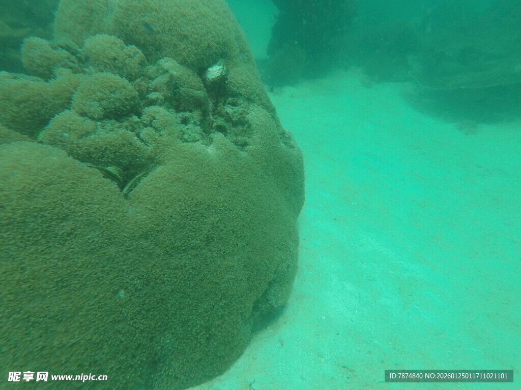 海底珊瑚特写