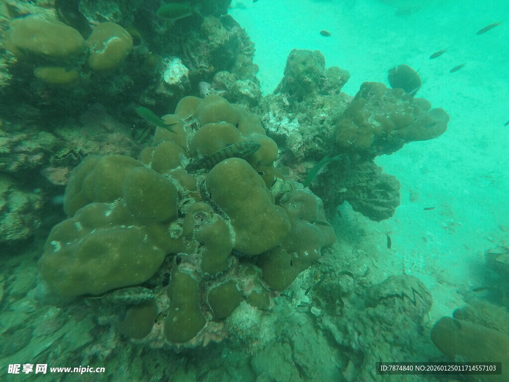 海底多彩珊瑚景观
