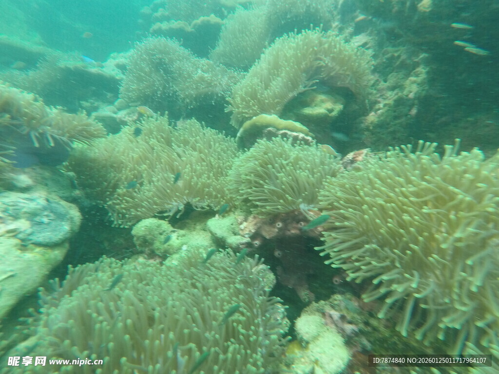 海底珊瑚景观