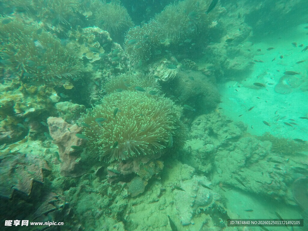 海底斑斓珊瑚景观