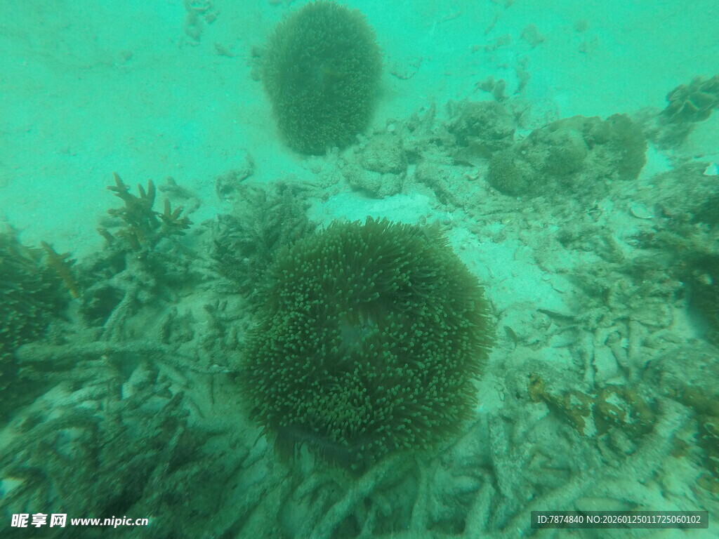 海底海胆与珊瑚景观