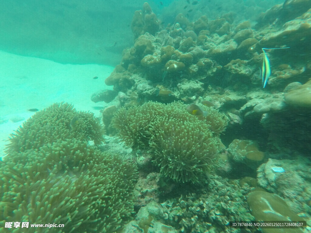 海底绚丽珊瑚景观