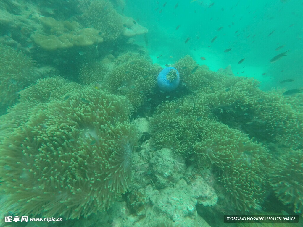海底潜水赏多彩珊瑚