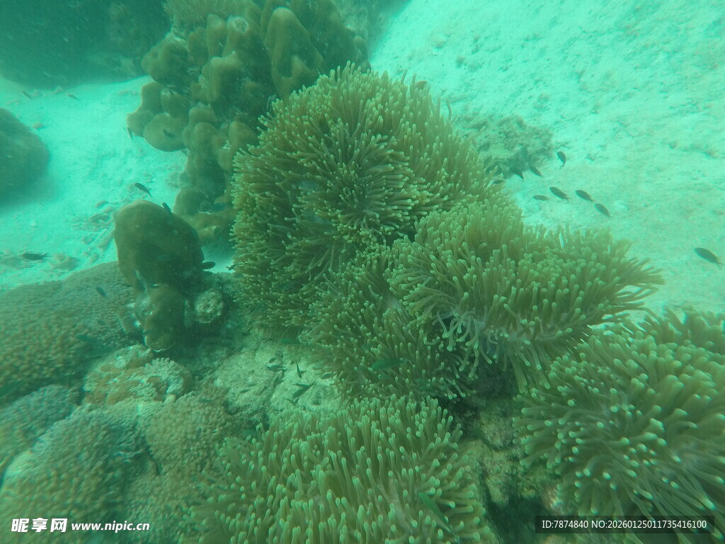 海底珊瑚景观画面