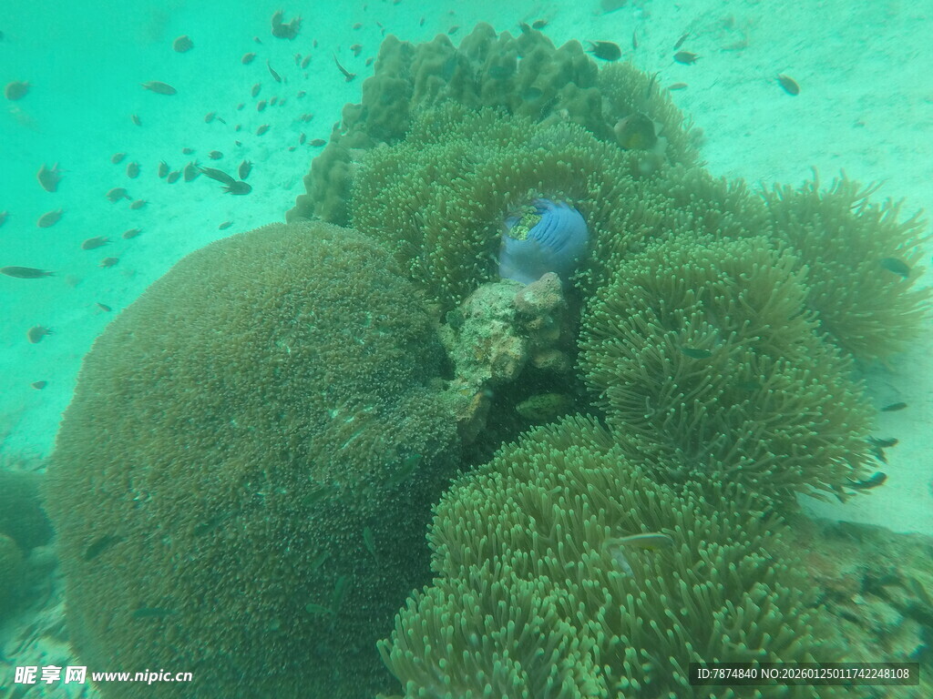 海底珊瑚丛中的蓝色生物