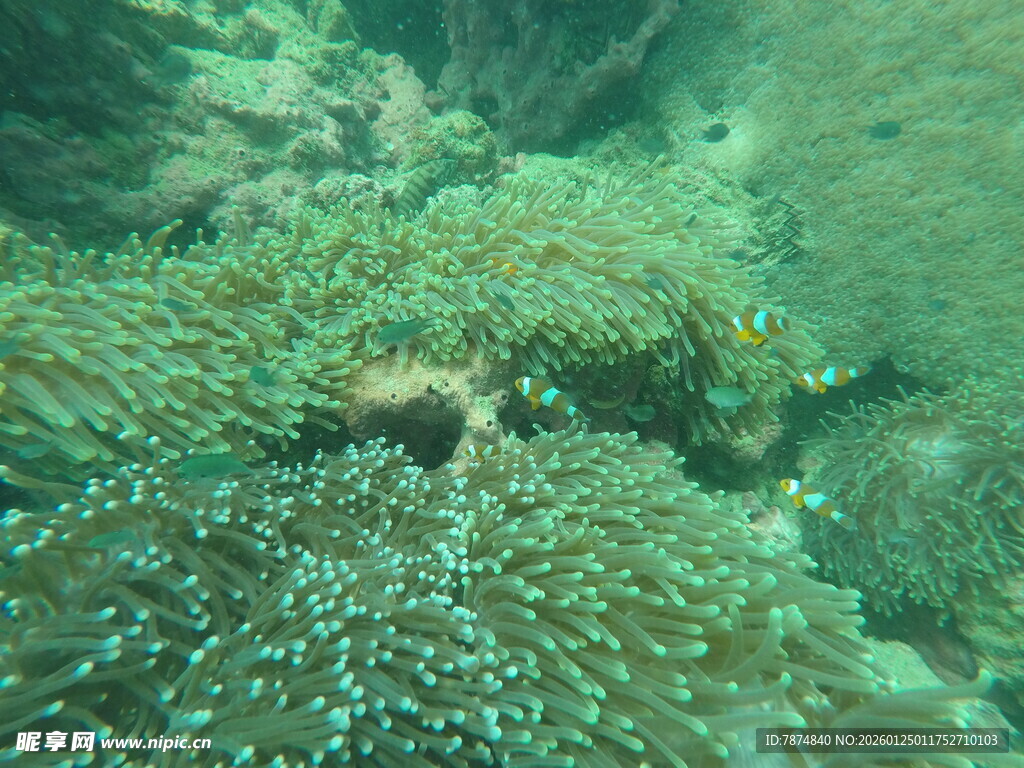 海底珊瑚丛中的神秘景象