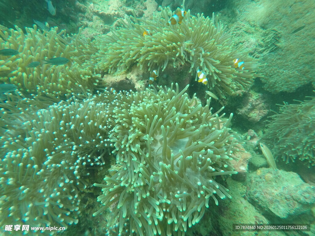 海底多彩海葵景观