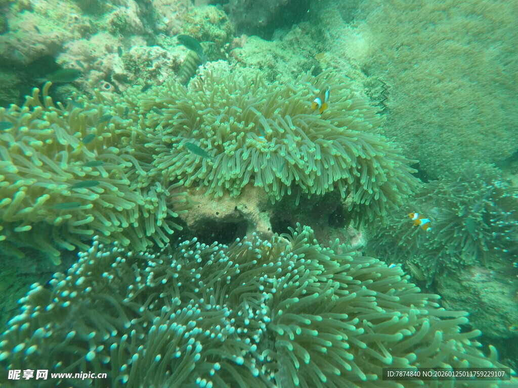 海底缤纷海葵景观