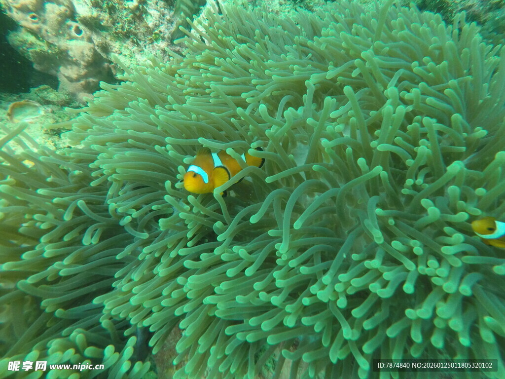 海葵中的小丑鱼