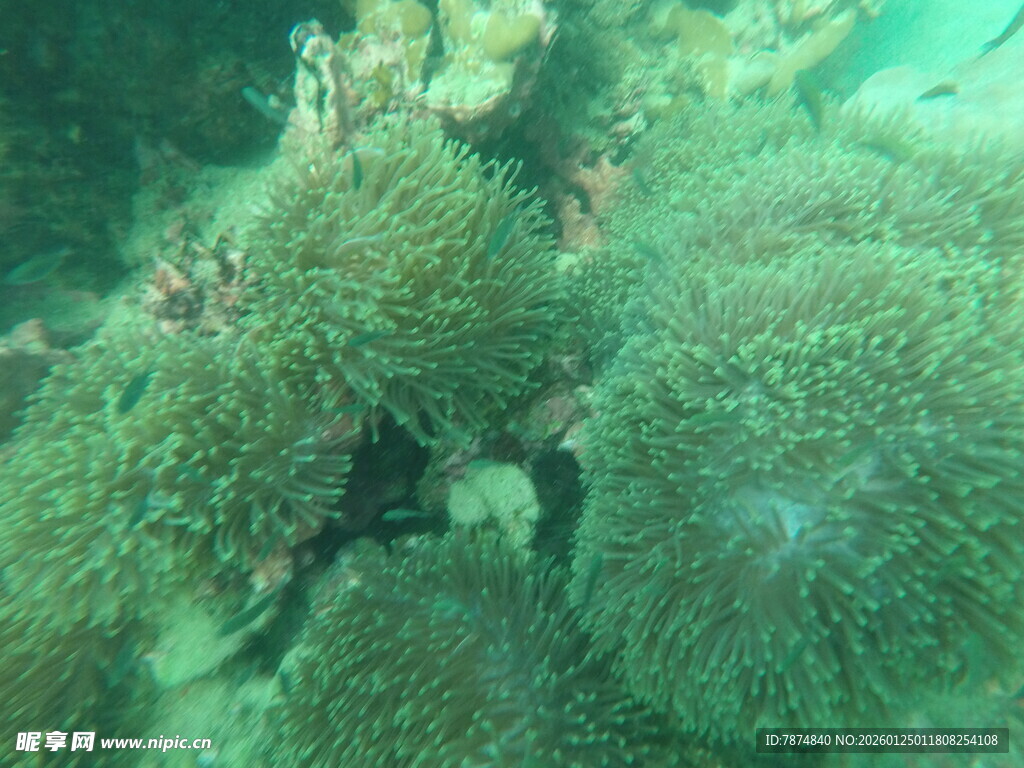 海底多彩珊瑚景观