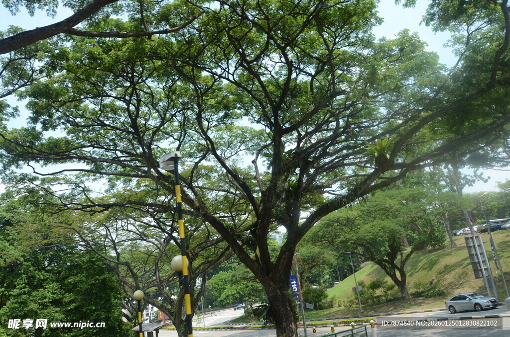 路边繁茂大树与周边景致