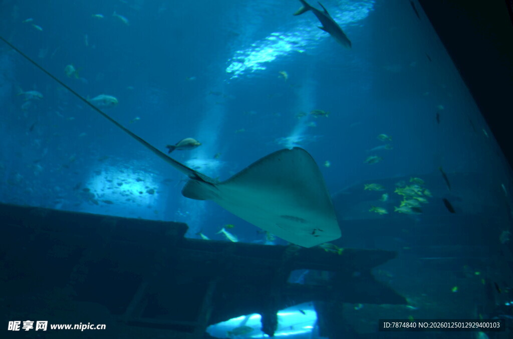 海底隧道中的神秘海洋生物