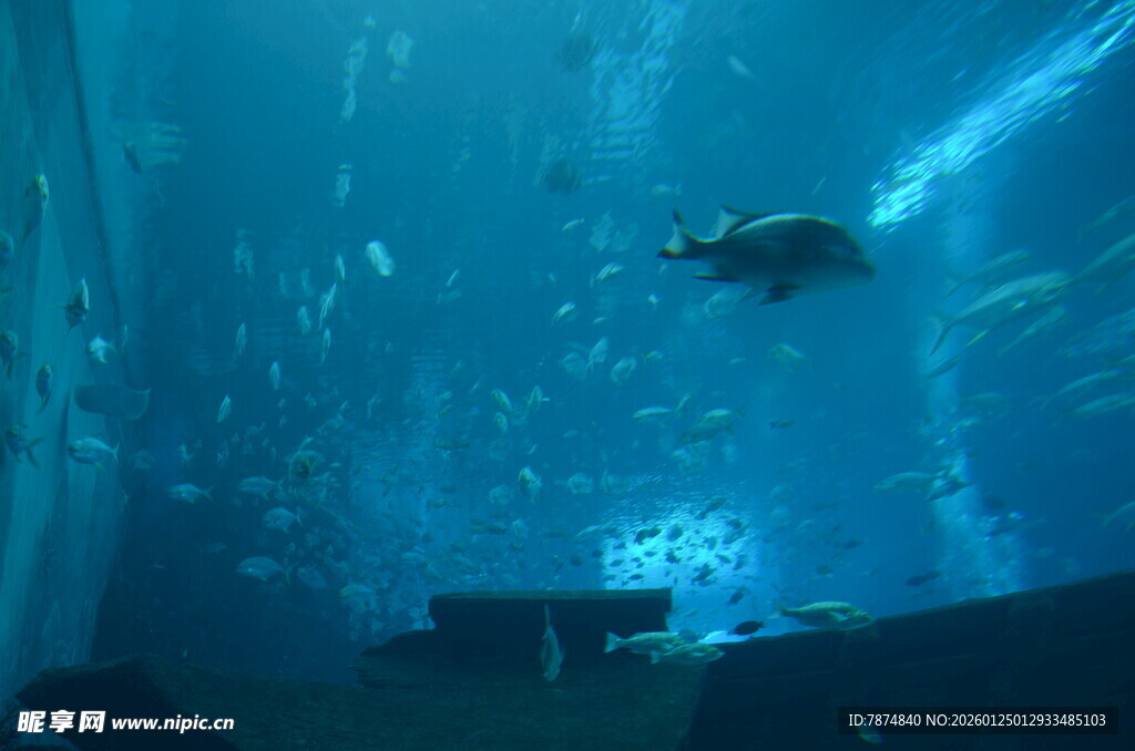 水下潜水景象