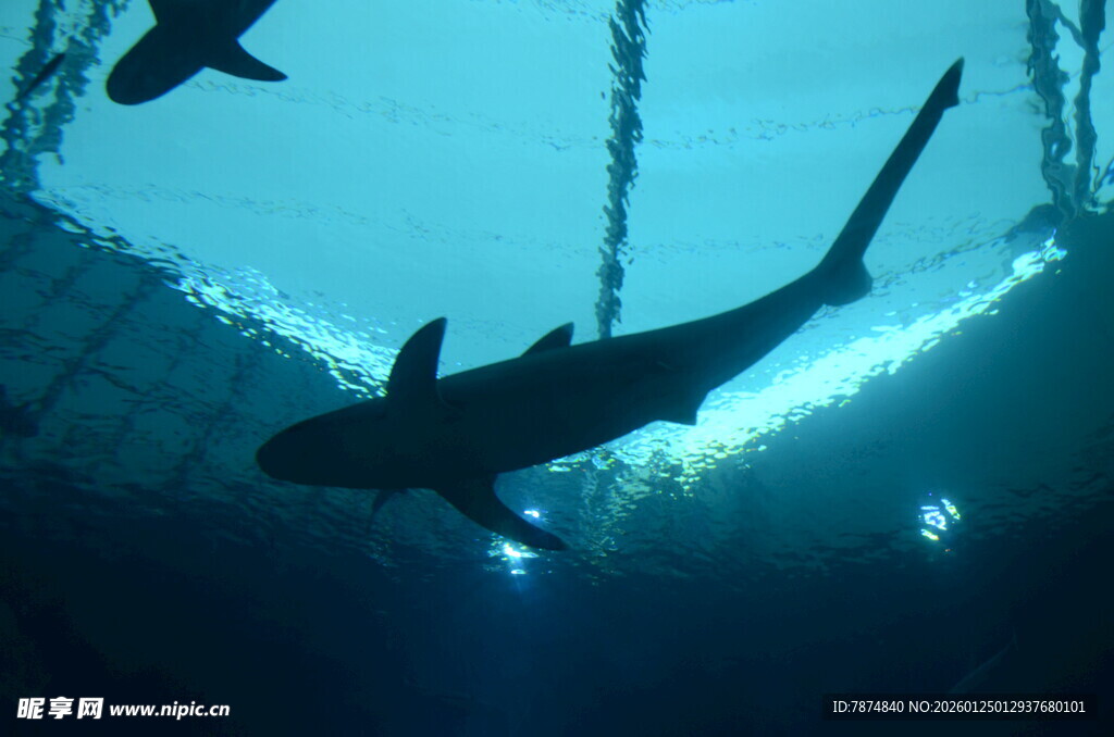 深海中游弋的鲨鱼