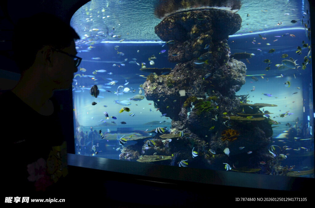 观赏大型水族箱中的多彩鱼类