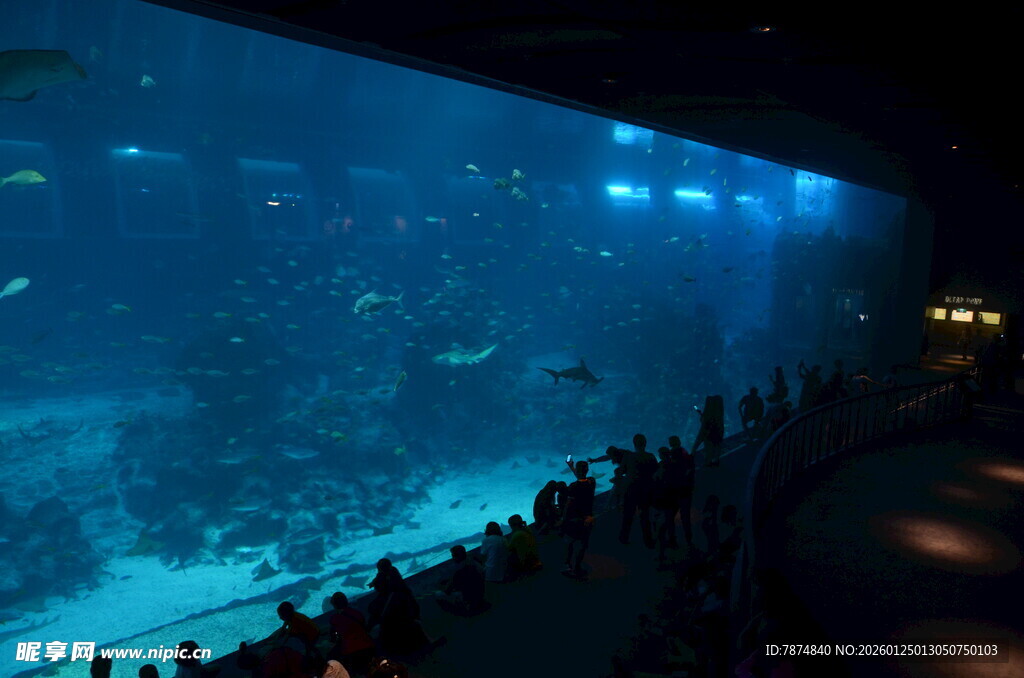水族馆内观赏奇妙海底世界