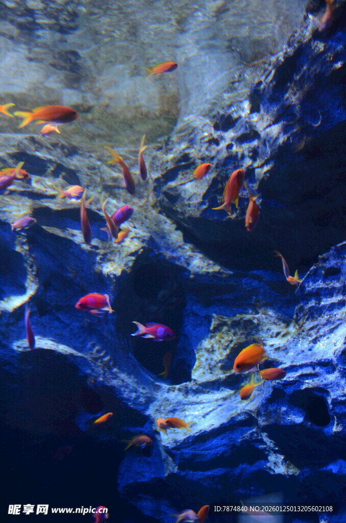 海底多彩鱼群与礁石景观